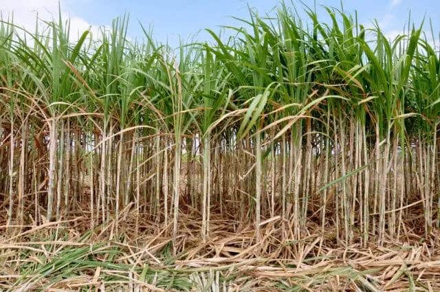 Zniwa trzciny cukrowej: produkcja, historia i znaczenie alkoholu