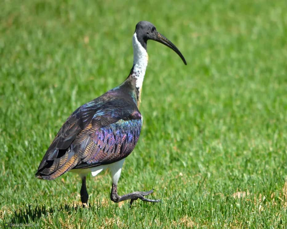 Ibis – ptak czczony w starożytnym Egipcie i jego tajemnice religijne